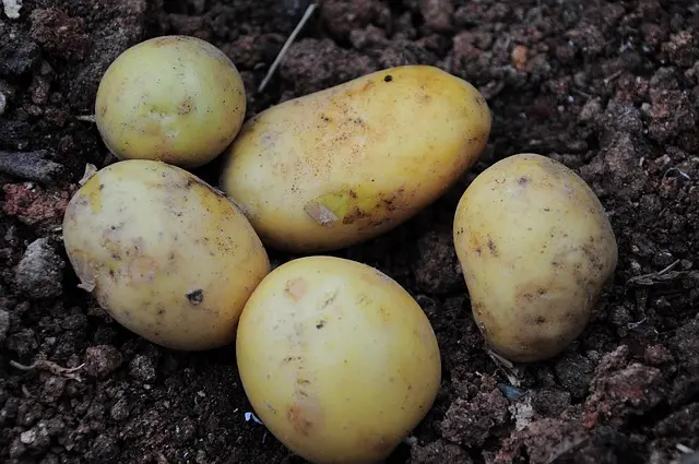 Patates