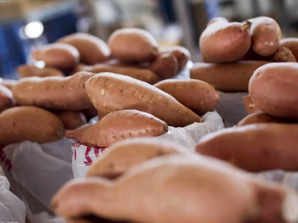 Patates